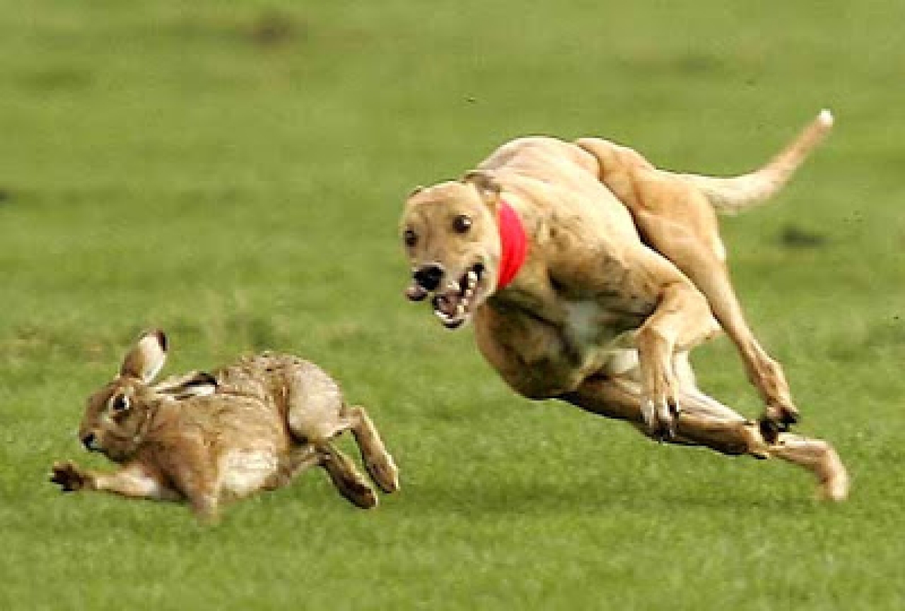 viva la lepre! Corritalia