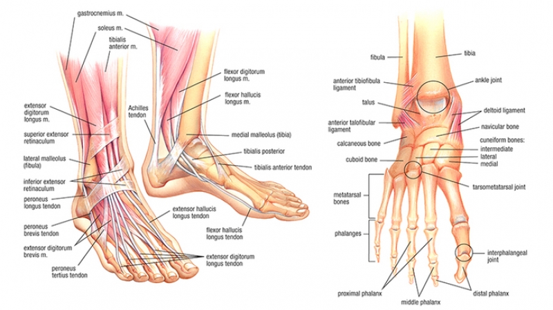 Anatomia del piede (img: gmb.io)