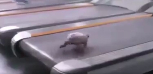 Una tartaruga in palestra...sul tapis roulant