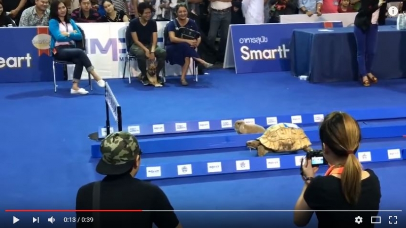 Video divertenti: tartaruga vs lepre. Da sempre!